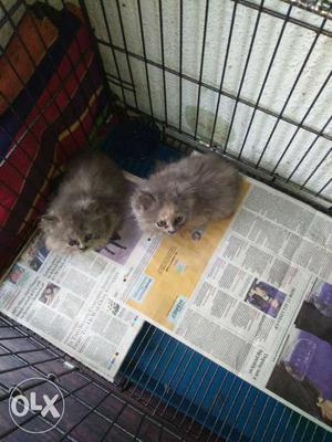 Top quality Persian grey kittens available for