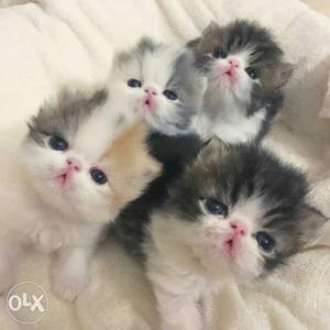 Top qualty percian kittens for sale