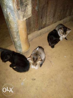 Two Black And Two Brown Tabby Kittens