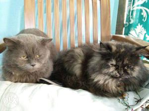 Two Brown Persian Cats
