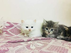 Two White And Black Short-fur Kittens