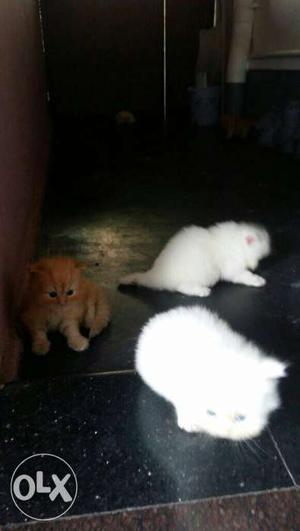 Two White And One Orange Kittens