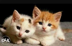Two White And Orange Short Fur Kittens