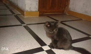 Very good Black Persian Cat Four Month Old if you
