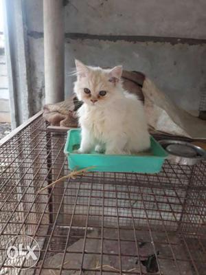 White And Orange Short-fur Kitten. 4 months old