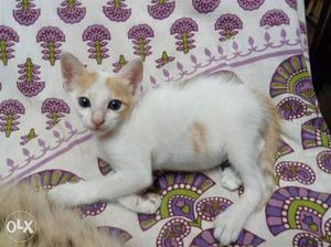 White And orange male kitten