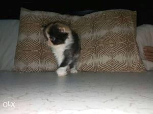 White, Black, And gold Calico Kitten,double coat.