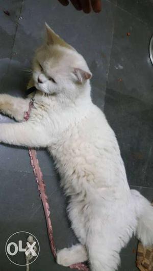 White Cat In Hyderabad persian
