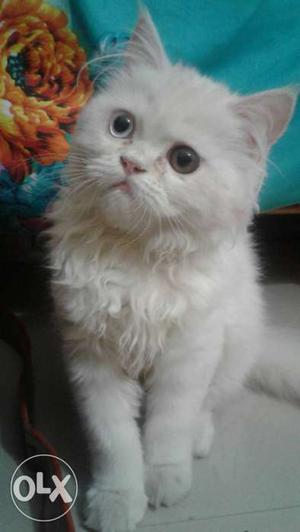 White Cat In Wardha