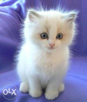White Kitten Persian Available In Delhi
