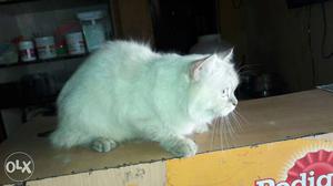 White Persian Cat male n Female blue eyes