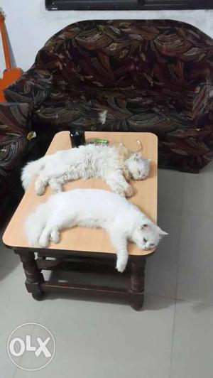 White Persian cats pair 15 month old