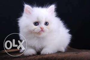 White Persian kitten with heavy fur and blue eyes