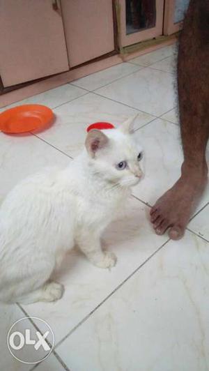 White female Persian cat Blue Eyes for 