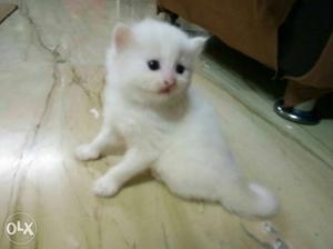 White kitten for sell active n healdhy toilet