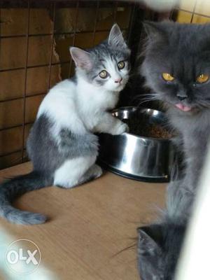 White n gray color kitten, very active n poty