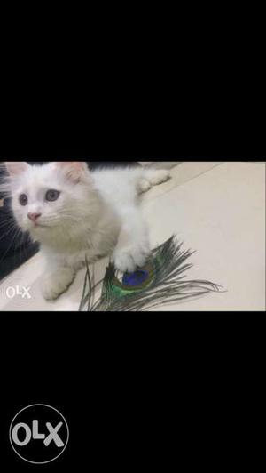 White persian cat,3 months old, negotiable