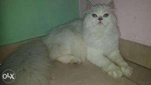 White persion blue eyes female cat of 7 months