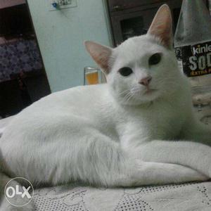 White persion cat 7 months age