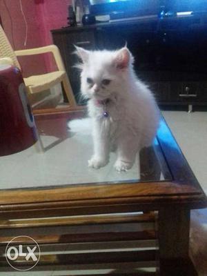 White pure persaian doll face.male.. 2 months old for sale
