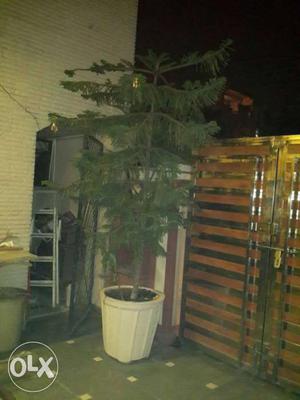 A Christmas tree of hight more than ten feet