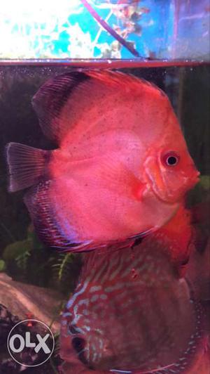 Imported Quality 5” + discus