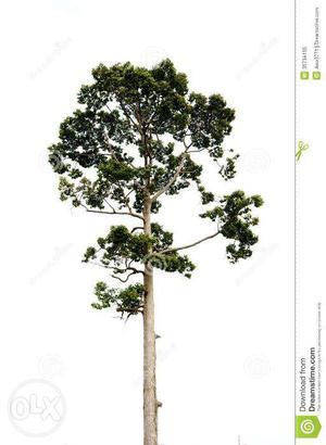 Teak tree for sale at Varkala