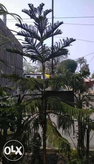 Green Palm Tree
