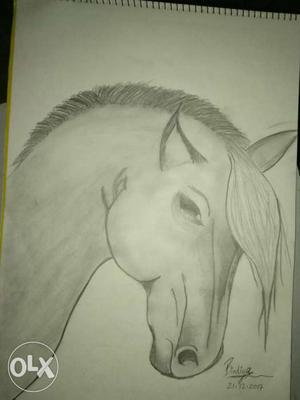 Horse Head Sketch Artwork