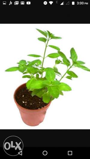 Tulsi plant with green leaf without pot