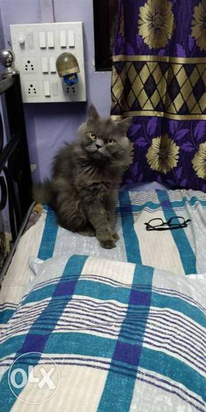 13 months old grey double coat Persian male cat