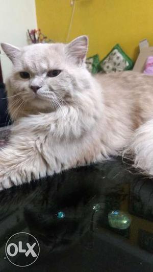20 Months Old Cute Doll Faced Persian Cat For Immediate Sale