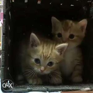 3 very cute American wirehair kittens with mother
