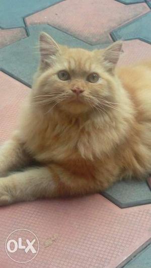 6 months aged semi punch MALE Persian cat. toilet
