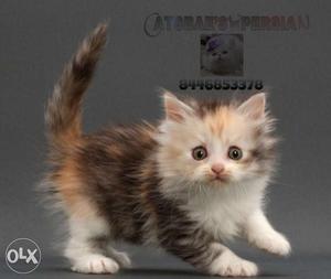 All breed of cats kittens available.. for more