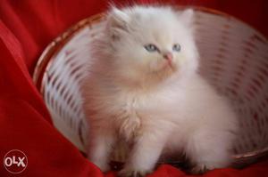 All colour persian kitten available for sale