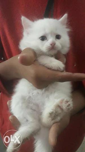 Am selling my Persian female kitten with blue
