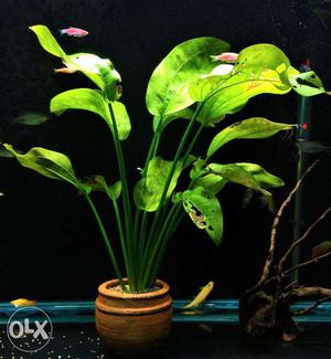 Aquarium live plants