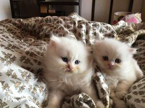 BLUE EYED PERSIAN KITTENS, 1.5 months old.