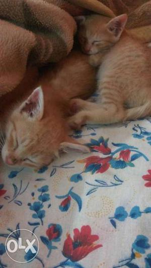 Beautiful one month old kittens,.. available with cage
