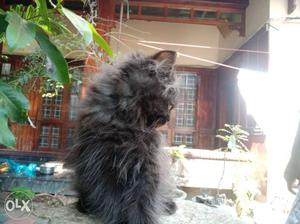 Black And Gray Fur Cat
