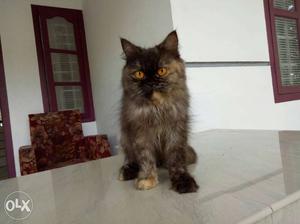 Black & Golden female Persian Cat 