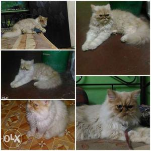 Brown Persian Cat Collage Photo