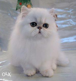 Buy A Healthy and real persian kitten