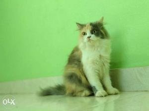 Calico Cat female