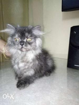 Cat parsian kitten for sale 3 mnth old, male dark