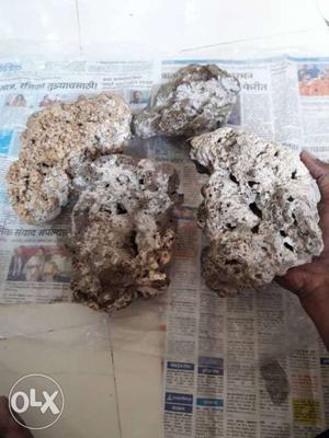 Dead marine rocks 4 pcs weight 6kg only 500 rupees