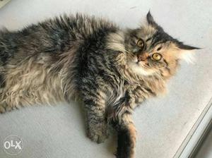 Doll face Persian kitty for sale 8 months old