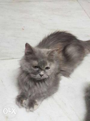 Female grey colour 2years 5 month age.