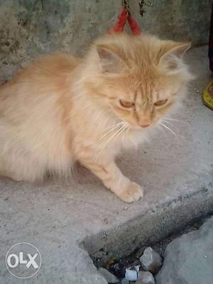 Froshain cat very cute
